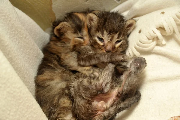 Leží dva novorozených koťat — Stock fotografie