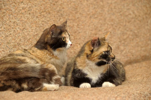 Due gatti tricolore — Foto Stock