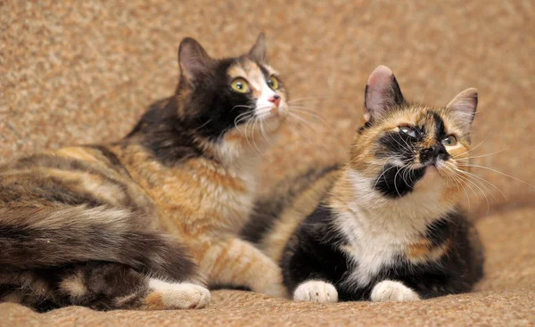 Dois gatos tricolor — Fotografia de Stock