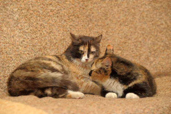 Dwa koty tricolor — Zdjęcie stockowe