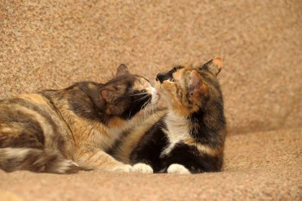 Két tricolor macskák — Stock Fotó