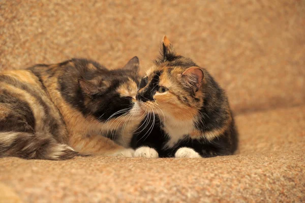 Iki üç renkli kedi — Stok fotoğraf