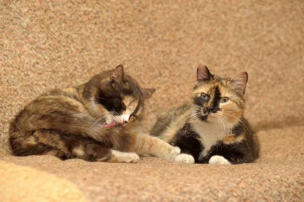 Two tricolor cats — Stock Photo, Image