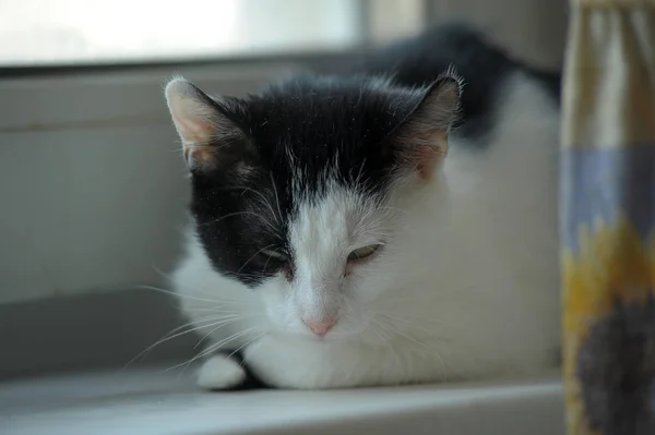 Gato preto e branco está deitado em uma janela — Fotografia de Stock