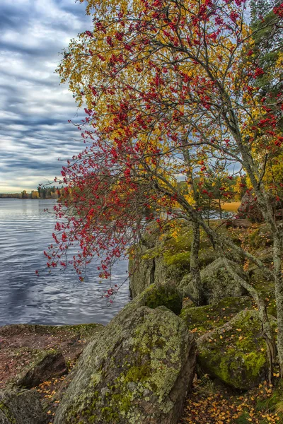 Outono Dourado Parque Monrepo Vyborg Rússia — Fotografia de Stock