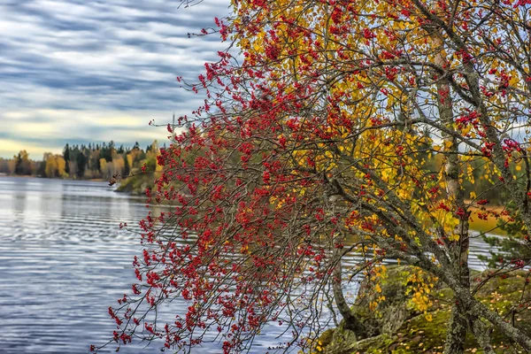Złota Jesień w parku Monrepo, — Zdjęcie stockowe