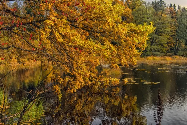 Осенние Дубовые Листья Отражение Воде — стоковое фото