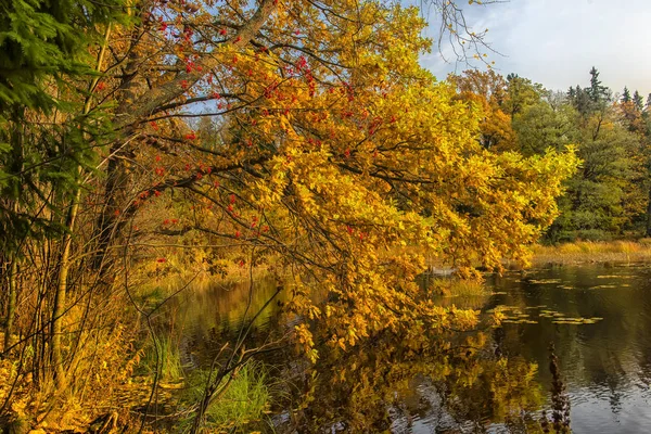 Jesienne liście dębu i odbicie — Zdjęcie stockowe