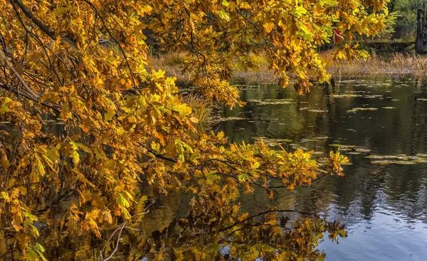 Hösten oaken lämnar och reflektion — Stockfoto