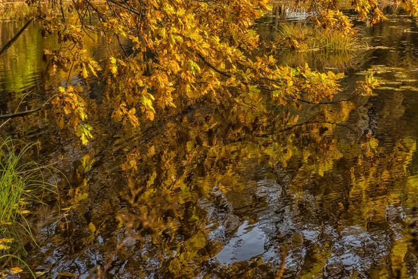 Hojas Roble Otoño Reflejo Agua — Foto de Stock