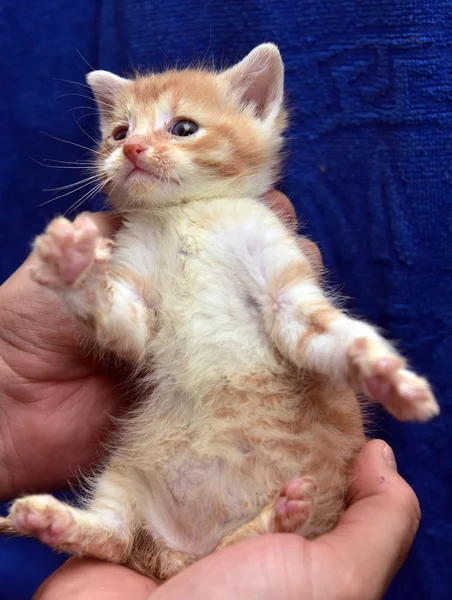 Ruiva pequena com um gatinho branco com um olho doente — Fotografia de Stock