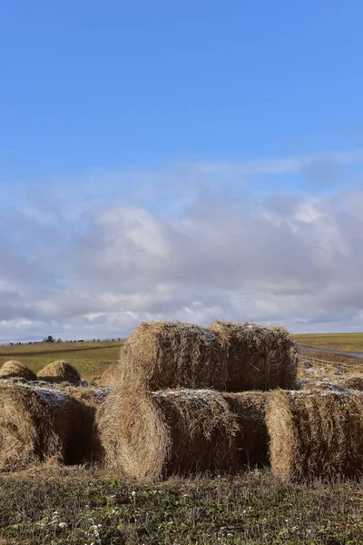 Round bales of hay lined up — Stock Photo, Image