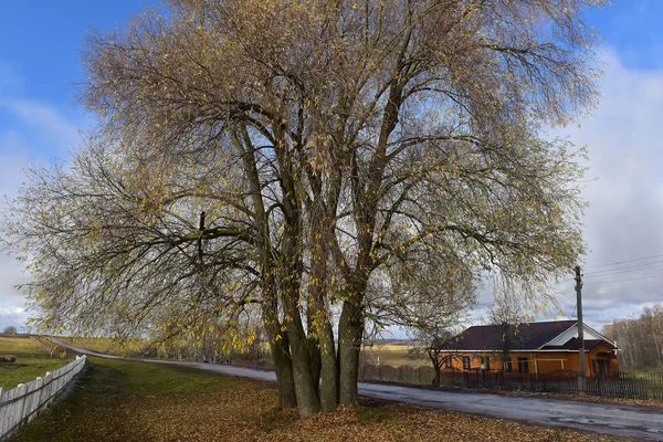 Willow Med Höstlöv Vita Staket Och Trähus — Stockfoto