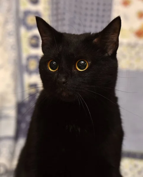 Short Haired Black Cat Lying Home Bombay Cat — Stock Photo, Image