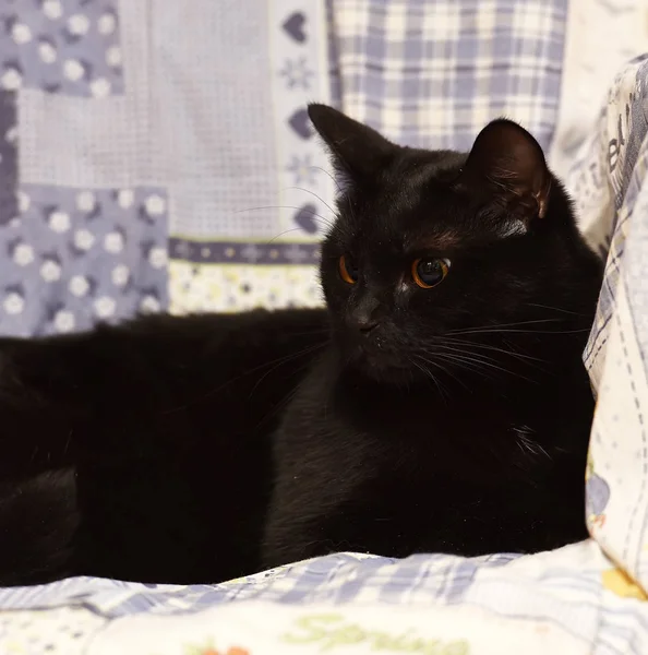 Gato Negro Pelo Corto Acostado Casa Gato Bombay —  Fotos de Stock