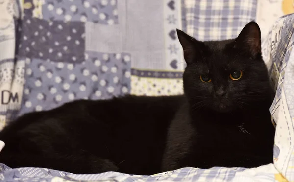 Gato Negro Pelo Corto Acostado Casa Gato Bombay — Foto de Stock