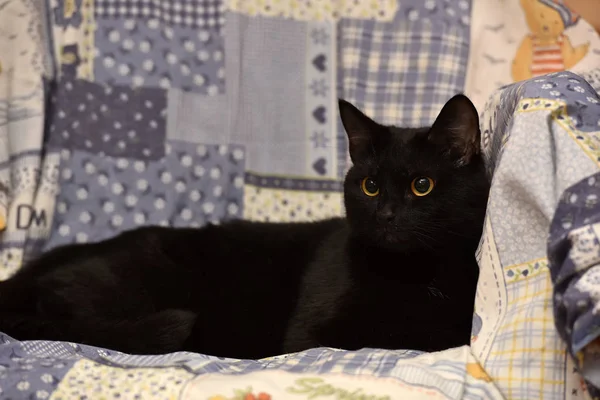 Короткошерстная Чёрная Кошка Лежит Дома Бомбейский Кот — стоковое фото