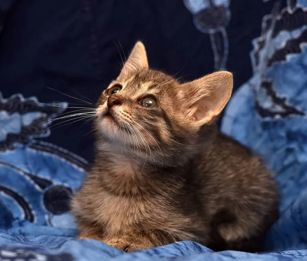 Üzgün Gri Çizgili Kedicik Mavi Bir Arka Plan Üzerinde — Stok fotoğraf