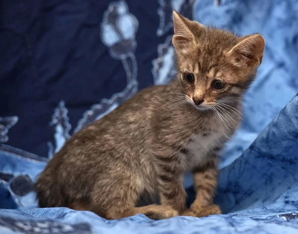 Little sad gray striped kitten — Stock Photo, Image
