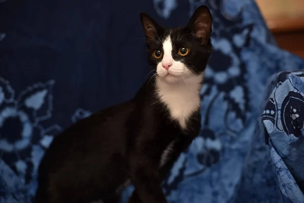 Black White Kitten Blue Background — Stock Photo, Image