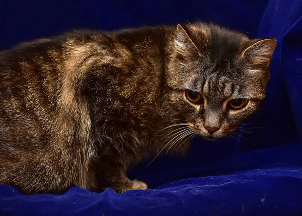 Striped elderly cat — Stock Photo, Image