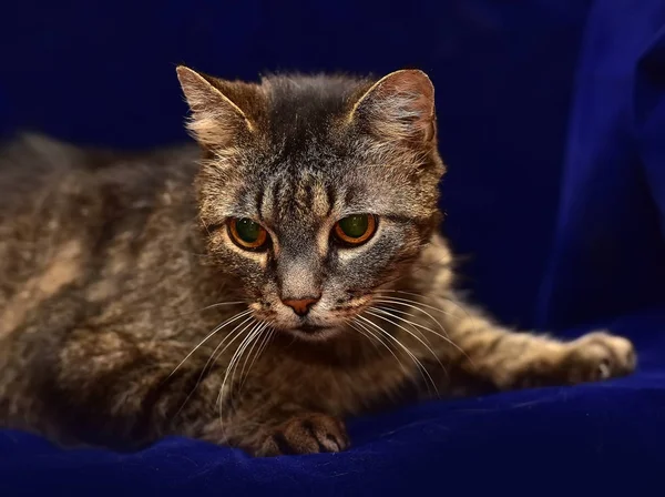 Gestreifte Ältere Katze Auf Blauem Hintergrund — Stockfoto