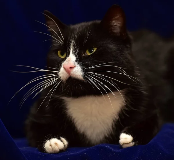 Preto Com Gato Branco Fundo Azul — Fotografia de Stock