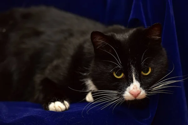 Schwarz mit weißer Katze — Stockfoto