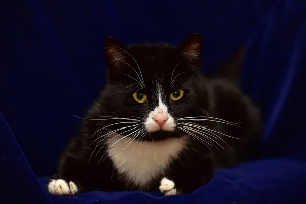 Black with white cat — Stock Photo, Image