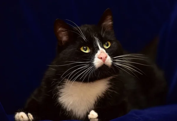 Negro con gato blanco — Foto de Stock