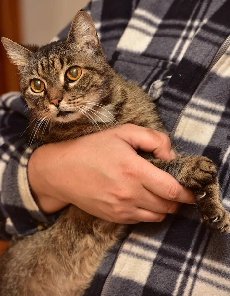 Dilucuti kucing di tangan — Stok Foto