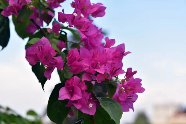 Buganvília ou flor de papel é uma espécie de planta tropical — Fotografia de Stock