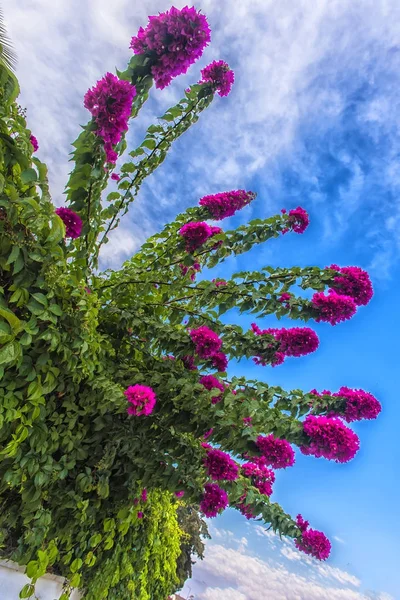 Fiori rosa di tacchino sullo sfondo del cielo — Foto Stock