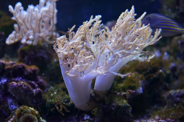 Korály v akváriu — Stock fotografie