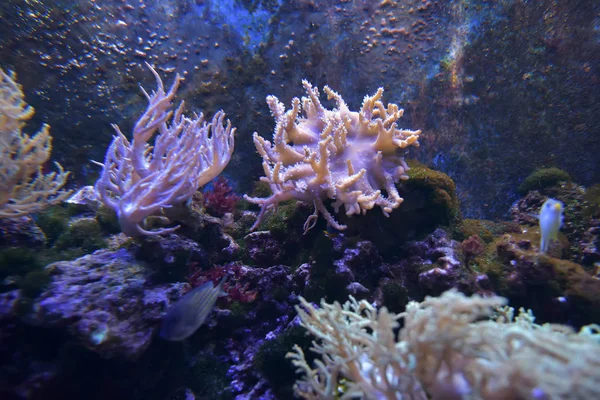 Corals in the aquarium — Stock Photo, Image