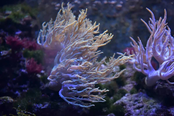 Corals in the aquarium — Stock Photo, Image