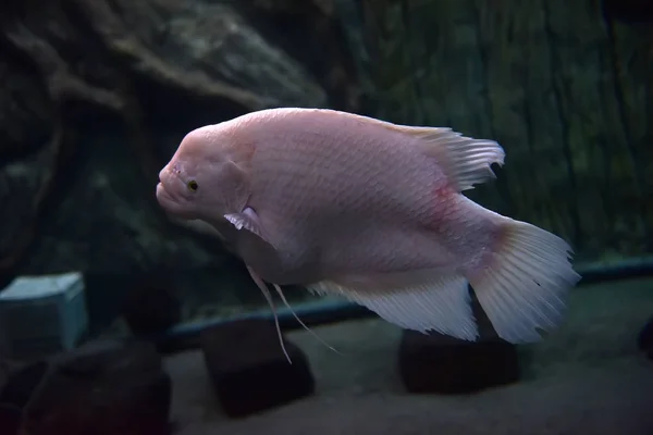 Gastronomie albinos dans notre aquarium . — Photo
