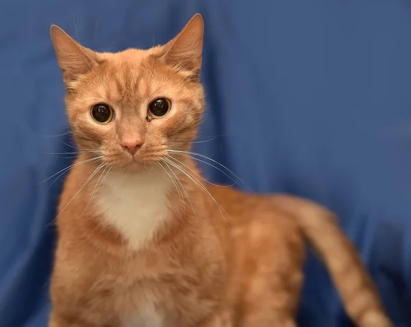 Ruiva Com Gato Branco Fundo Azul — Fotografia de Stock