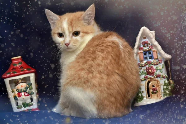 Redhead White Sad Homeless Kitten Christmas Ceramic House — Stock Photo, Image