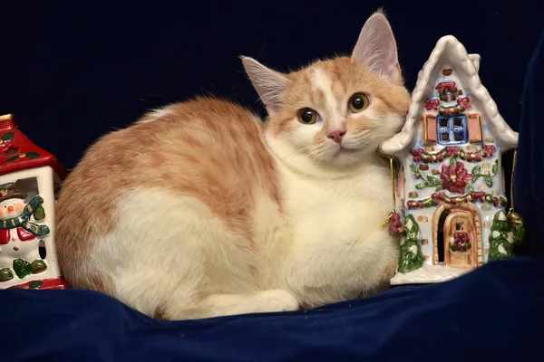 Ruiva Com Branco Triste Sem Teto Gatinho Casa Cerâmica Natal — Fotografia de Stock