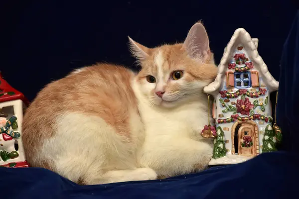 Rödhårig Med Vita Sorgliga Hemlös Kattunge Och Jul Keramik Hus — Stockfoto