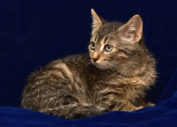 Pequeno Gatinho Listrado Fundo Azul — Fotografia de Stock