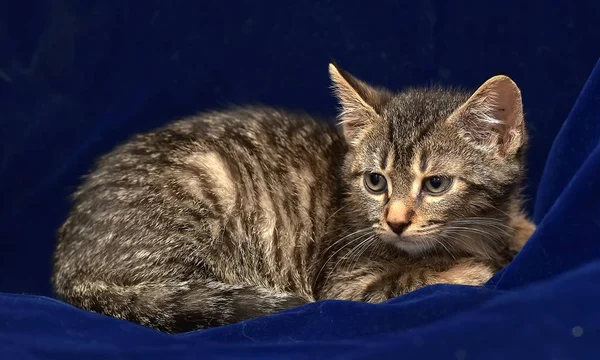 Striped Little Kitten Blue Background — Stock Photo, Image