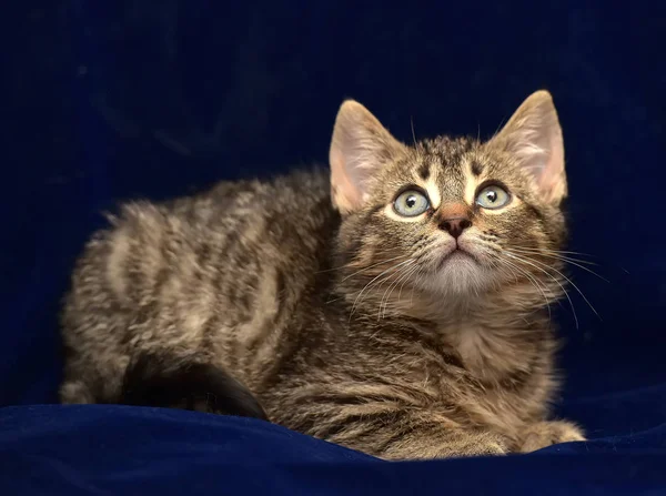 Pequeno Gatinho Listrado Fundo Azul — Fotografia de Stock