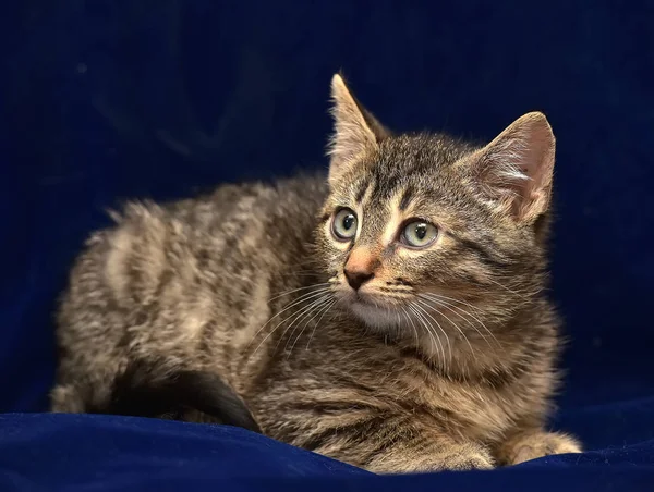 Striped Little Kitten Blue Background — Stock Photo, Image