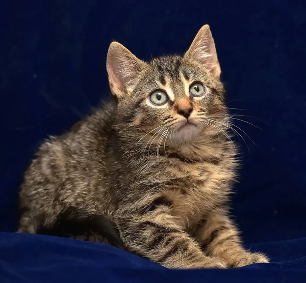 Striped Little Kitten Blue Background — Stock Photo, Image