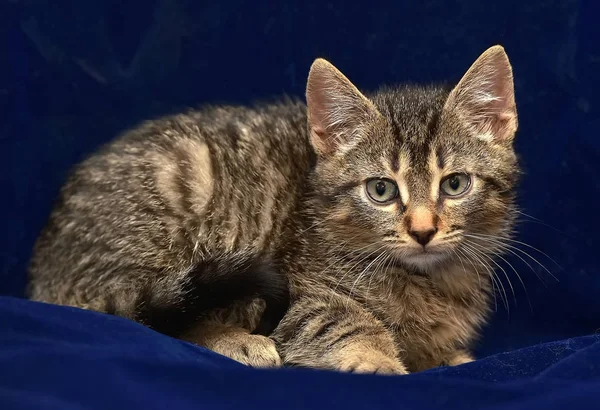 Striped Little Kitten Blue Background — Stock Photo, Image