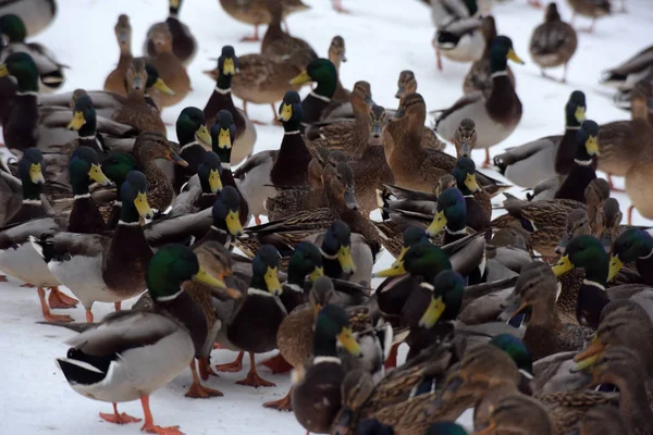 Many Ducks Snow Winter — Stock Photo, Image
