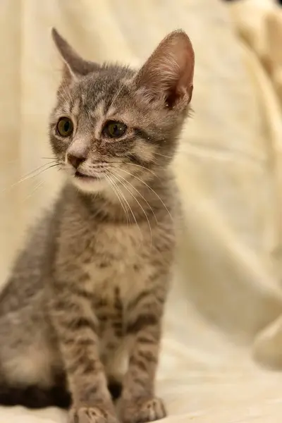 Грустный Серый Полосками Короткошерстного Котенка Светлом Фоне — стоковое фото