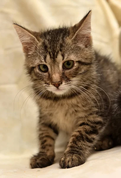 Грустный серый с полосками котенка — стоковое фото